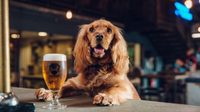 Perro bebiendo cerveza
