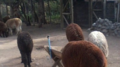 alpaca