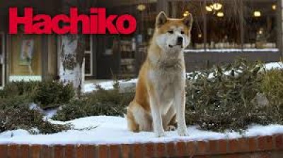 hachiko