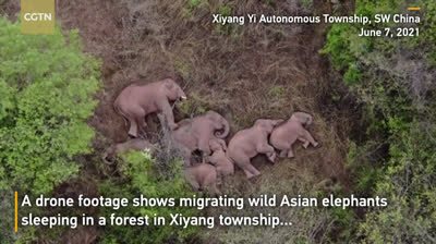 Des éléphants endormis enregistrés par un drone